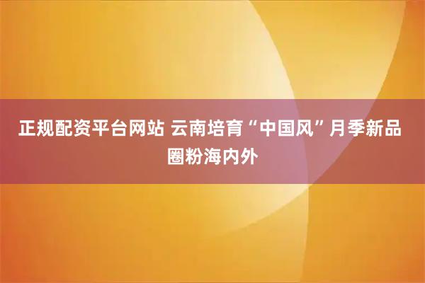 正规配资平台网站 云南培育“中国风”月季新品 圈粉海内外
